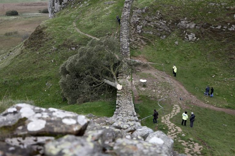 A piece of the illegally felled Sycamore Gap tree is going on display – and you can hug it