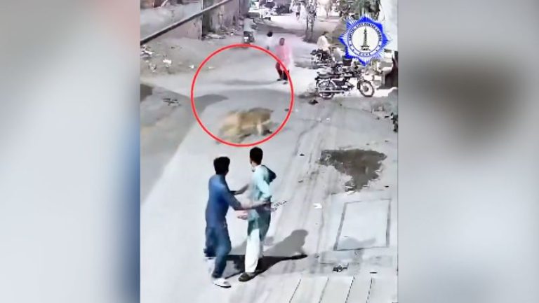Owners of pet lion arrested after it jumped a wall and attacked a woman and two children in Pakistan